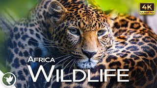 Relax with Animals of Africa | Peaceful, Calming, Tranquil, Soothing, Piano, Stress Relief, Lower BP by Relax Earthfully 33,136 views 1 year ago 1 hour, 8 minutes