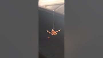 Spider Stuck in Own Web?