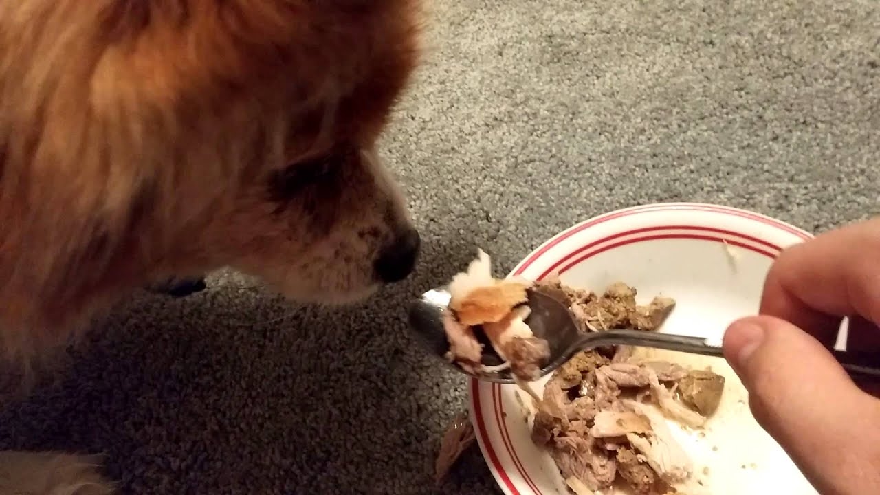 Spoon feeding the dog YouTube
