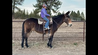 Trail Mule For Sale