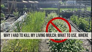 Why I Had to Kill My Living Mulch—and Which Ones You Should Plant, Where