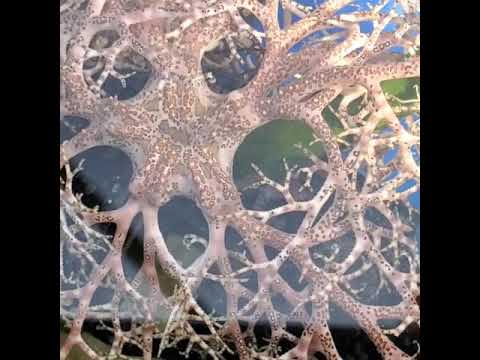 Sea Basket Starfish