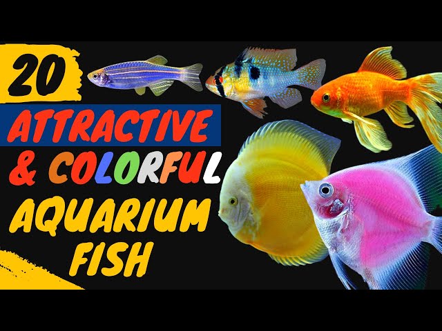 Top 20 Most Beautiful Aquarium Fishes: A Visual Feast for Fish Lovers 