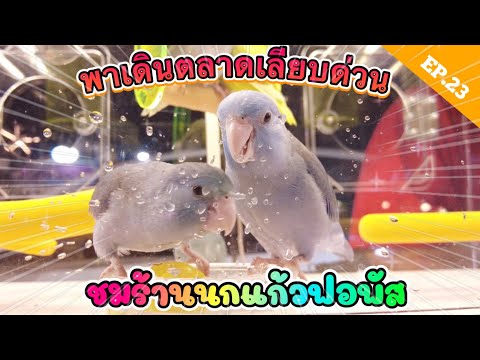 EP.23 เดินตลาดเลียบด่วน ชมร้านนกแก้วฟอพัส