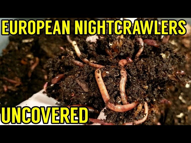 European Nightcrawler Worm Bin Left Uncovered