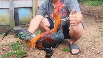 yuav ua cas qaib thiaj g txog siav heev.. teeb meem yuav แก้ไข li cas