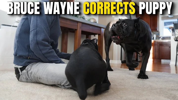 Bruce Wayne Corrects Puppy Joey Justice - Cane Cor...