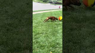 Ellie’s New Ball!!