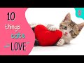 😻Top 10 Things Cat LOVES | Furry Feline Facts 🐾