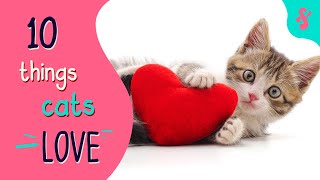 Top 10 Things Cat Loves Furry Feline Facts