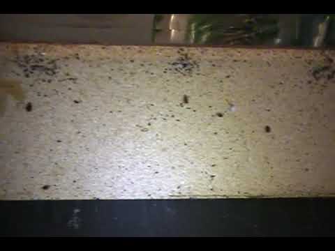 bed-bugs-nyc,-pest-control-nyc,-exterminator-ny,-bedbugs-ny
