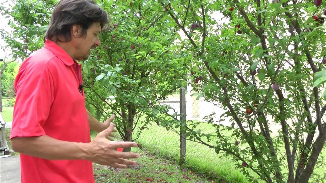 Cómo ahuyentar cotorras y calandrias de un huerto de árboles frutales -  YouTube