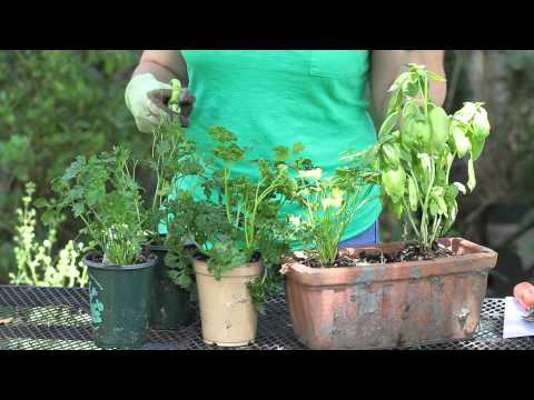 Video: Høst af frisk persille – hvordan, hvornår og hvor skal man skære persilleplanter