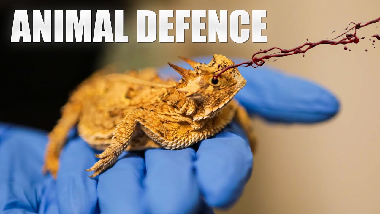 How Do Animals Defend Themselves Against Threat YouTube