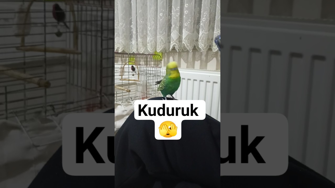 Muhabbet Kuşu konusma #konuşankuş #konuşanmuhabbetkuşu #budgies #blackfacebudgie #parrot