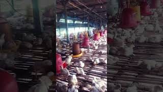 Ego Wong  Tuo