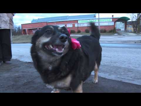 Video: Ceļš Viens Suņa Palīdz Viņa Invalīdu Pup Buddy kausēt jūsu sirds