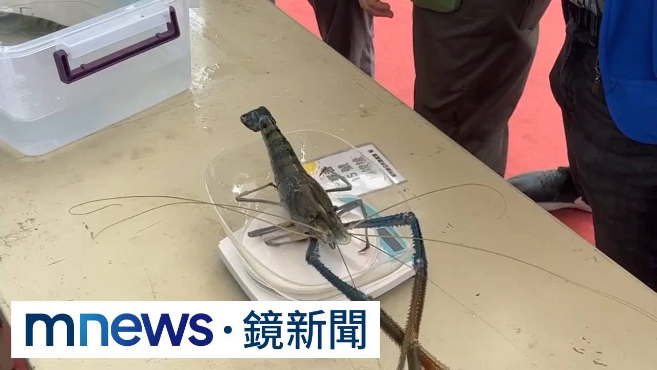 年產值破億養蝦重鎮　屏東潮州賽神蝦冠軍體重破記錄｜#鏡新聞