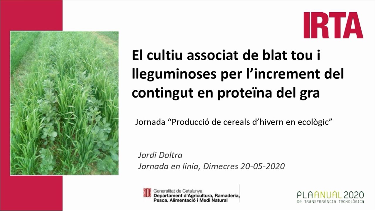 El cultiu associat de blat tou i lleguminoses per l’increment del contingut en proteïna del gra