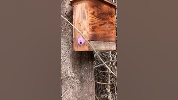 The first swarm trap has been!! part 1