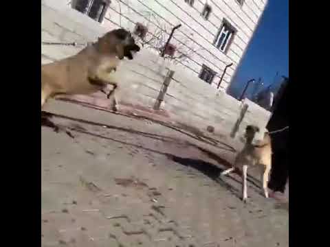 kangal vs kangal aggressions