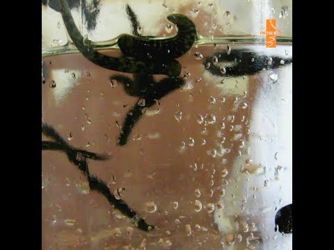 წურბელებით მკურნალობა ლაგოდეხში🎥📻