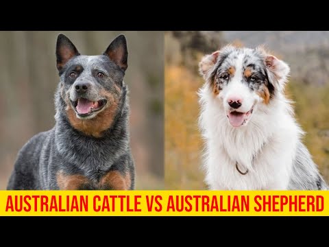 Video: Hva er forskjellen mellom den australske hyrden og den australske storfehunden?