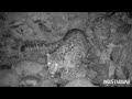 Caught on Camera Trap, Record of Two Nights　Snow Leopard Returns to the Livestock Carcass　ユキヒョウ│西遊旅行