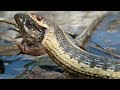 Amazing Small Snake Try To Eat Big Frog