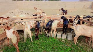 Download Lagu Goats eating Bersim. MP3