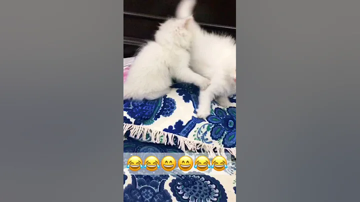 Video 527341: persian kitten fighting playing, persian kittens cute fight