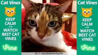 Funniest Cat Vines #120 - Updated September 16th, 2015 by Ultimate Cat Vines 1,422 views 8 years ago 19 minutes