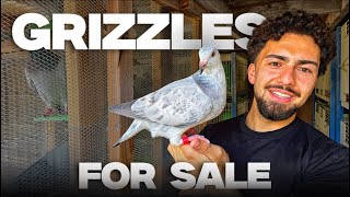 Racing Grizzle Pigeons for Sale & Going to the Races | Barrera’s Grizzles
