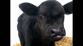 28 New Baby Calves & Found Blood out at the Cow Lot