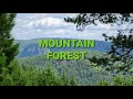 Virtual Walk through Beautiful Mountain Forest | trip around Siberia - 4k UHD