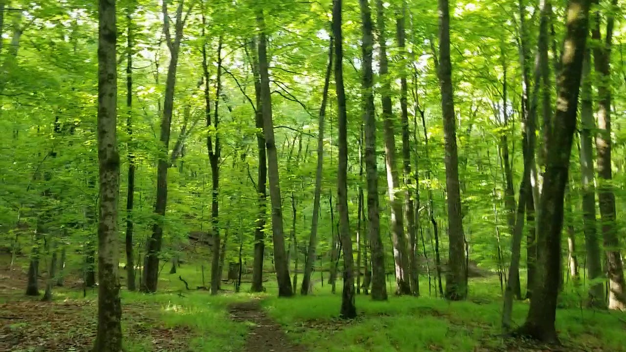 The Aspetuck Trail Guide