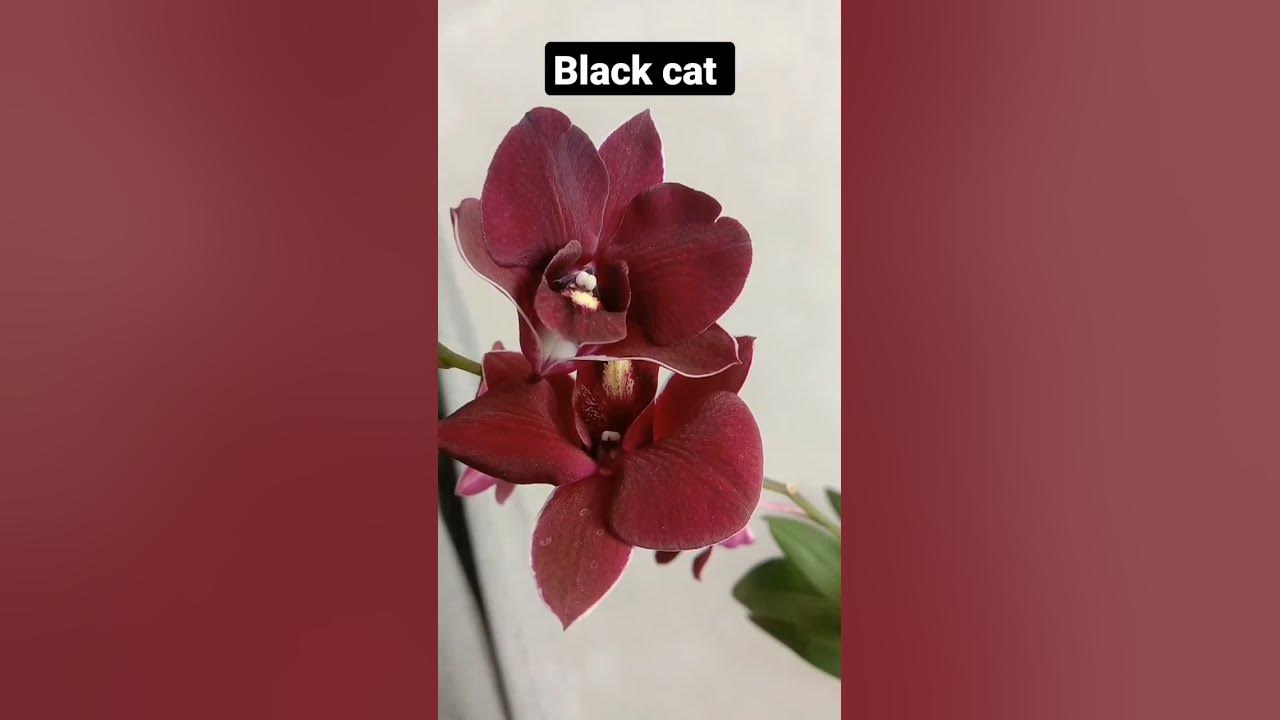 Anggrek Dendro bulat black cat. warnanya hiii seremmmm. shorts 