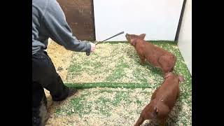 2-7 Duroc Barrow