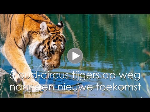 Video: Kunnen We Stoppen Met Het Bezoeken Van Dierenattracties? Hier 