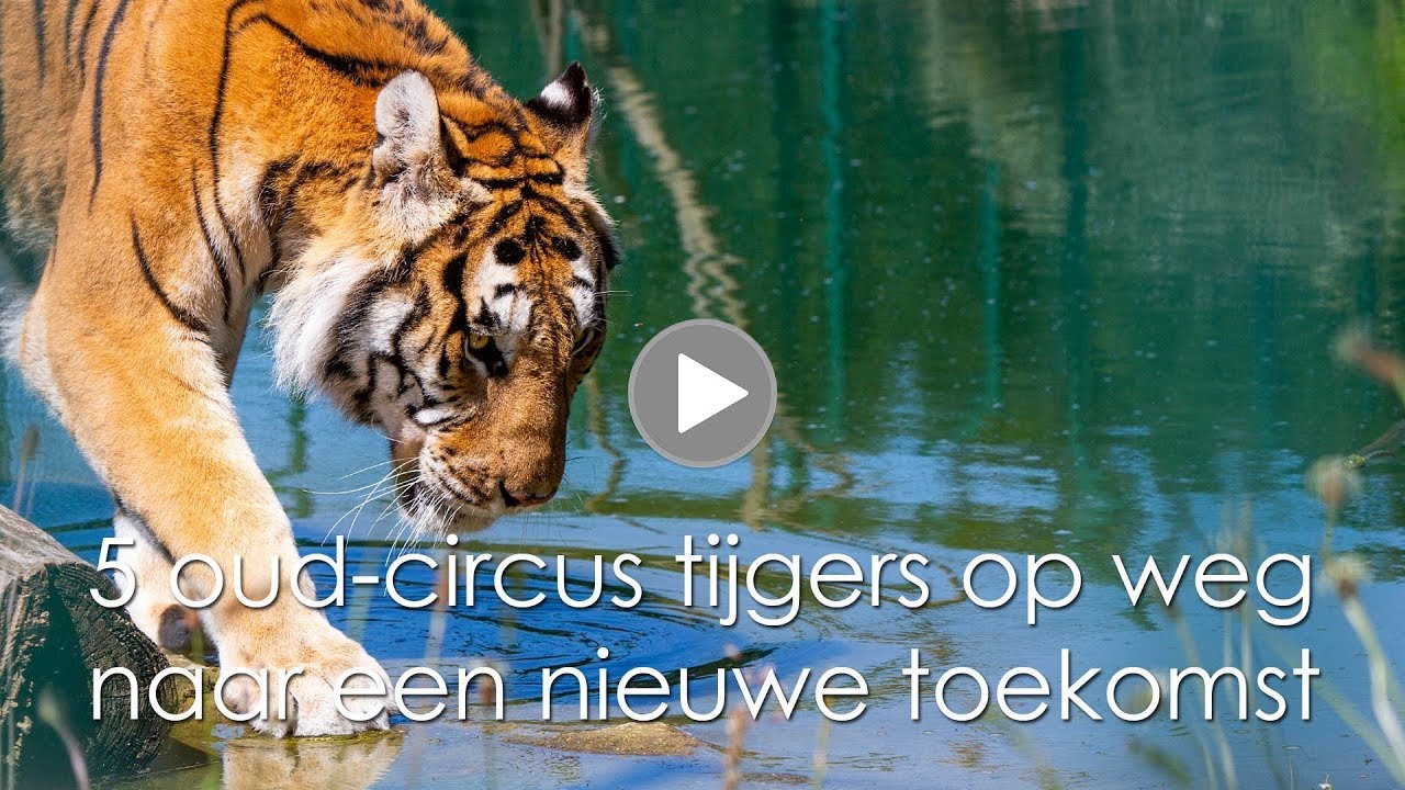 5 oud-circus tijgers op weg naar nieuwe toekomst #
