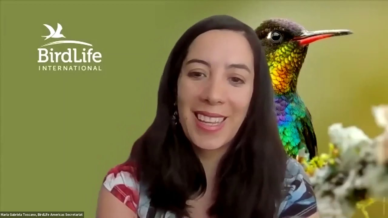 ¿Por qué son importantes las aves? | Webinar | BirdLife Americas