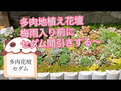 77多肉植物 多肉地植え花壇セダム間引きました Youtube