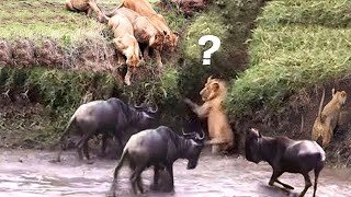 Survival Battle Lion is Afraid of Wildebeests Fierce Counterattack Because of the Fight for Life