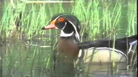Get the Most From Your Wood Duck Box