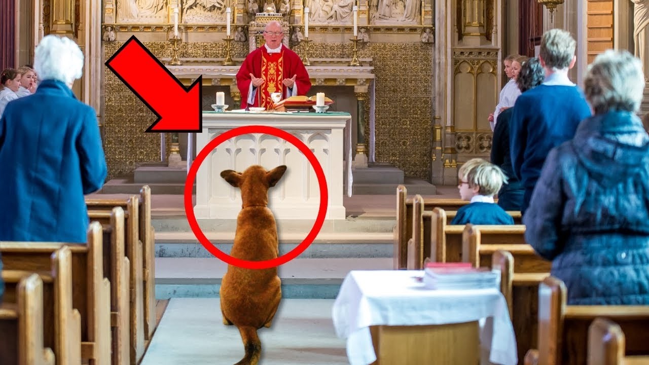 Pies wkracza na mszę i odmawia opuszczenia, KIEDY KSIĄDZ ZA NIM IDZIE, ODKRYWA COŚ PRZERAŻAJĄCEGO