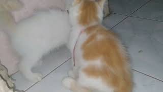 kiko kitten and mochi kitten playing at night... by Kucing Desa 299 views 1 year ago 3 minutes, 27 seconds