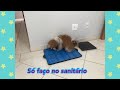 DICAS PARA SEU PET USAR O SANITÁRIO