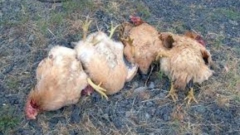 Tshuaj zoo qaib thiab os tuag aws 5 Sep 2017