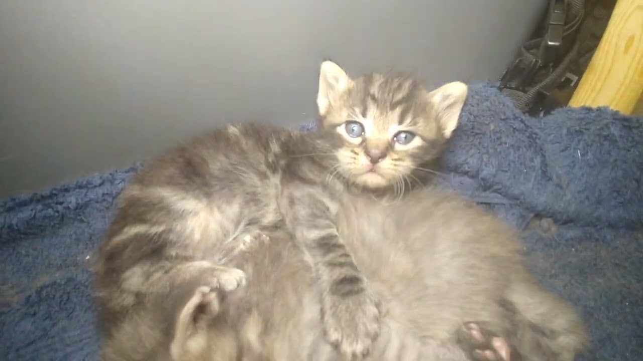 Maine coon mix kittens three and a half weeks old