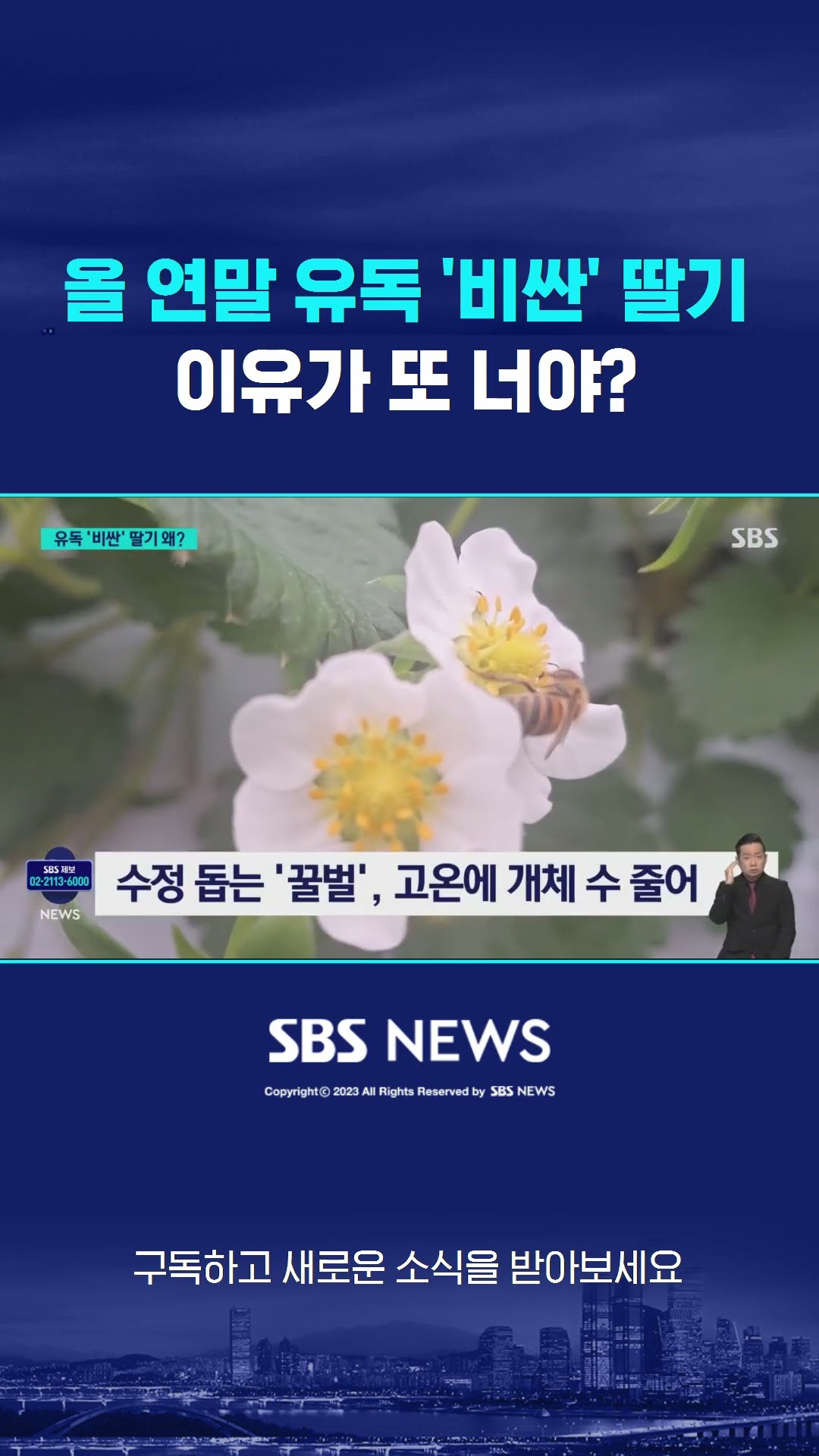 올 연말 유독 '비싼' 딸기…이유가 또 너야? #shorts